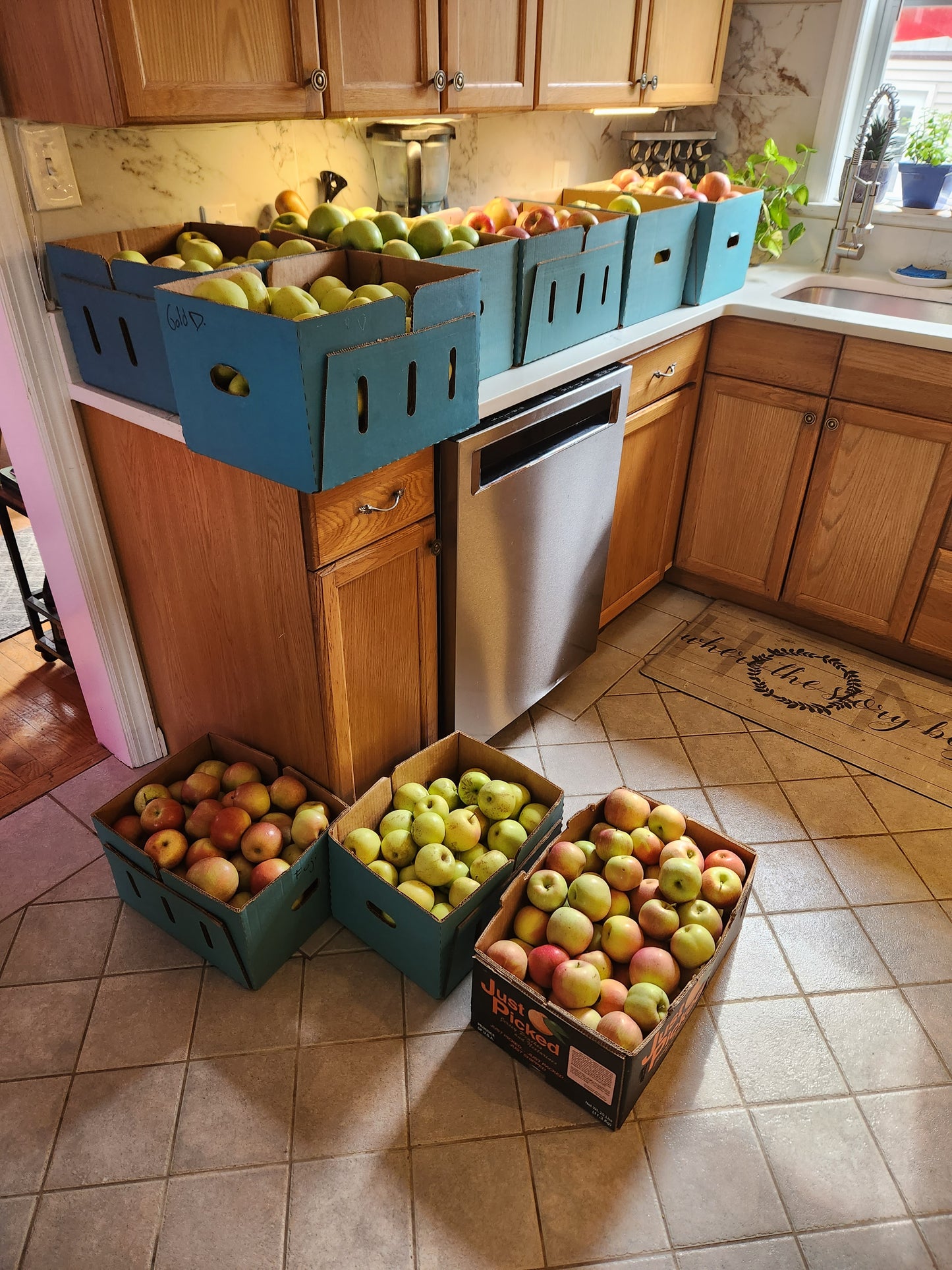 Fresh picked apples ready to blend